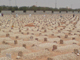 Rebulding the graves - part 2<font color=red size=-1>- Count Views: 3425</font>