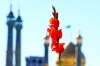 تصویری رپورٹ/ حضرت فاطمہ معصومہ(س) کے قم میں یوم ورود پر گلبارانی<font color=red size=-1>- مشاہدات: 2229</font>